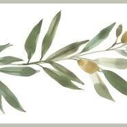 OLIVE BRANCH BORDER- FH4099BD