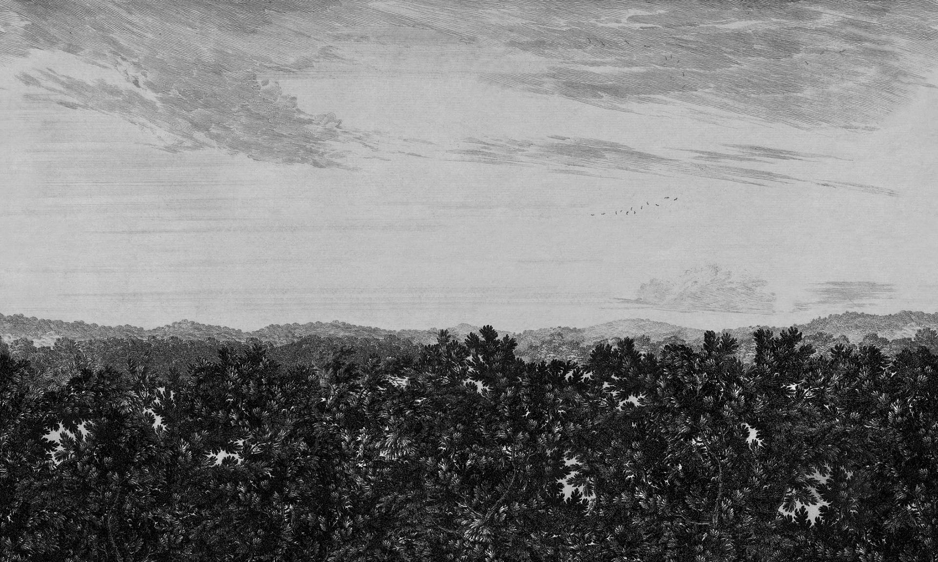 Oak View Graphite
