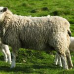 Одеяло HEFEL PURE WOOL 200 х 200 см круглогодичное